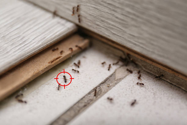 Best Termite Control Services  in Garden City, SC